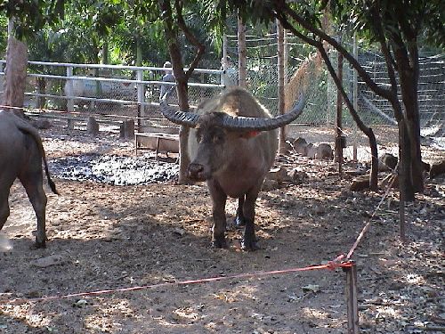 buffalo01