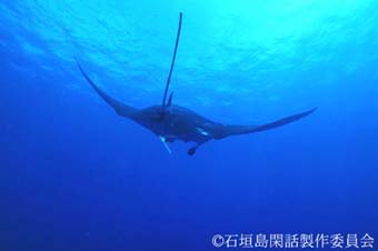 manta2