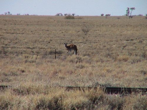 redkangaroo01