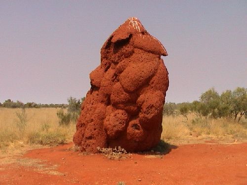 termite02