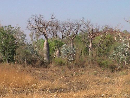 baobab02