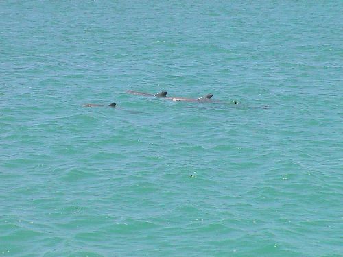 dolphin03