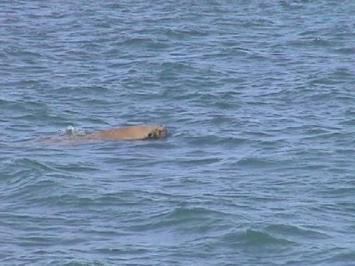 dugong02